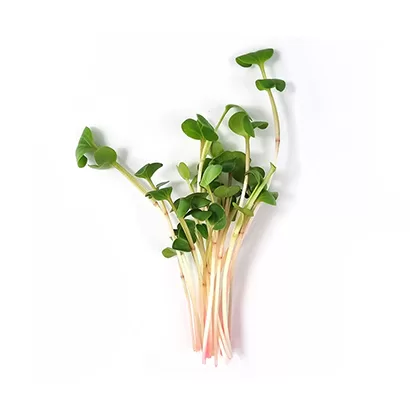 Radish Daikon