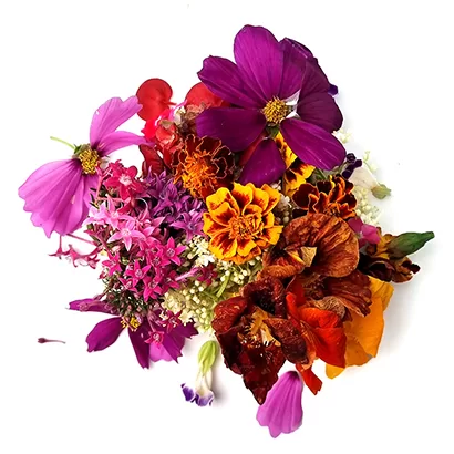 Edible Flowers