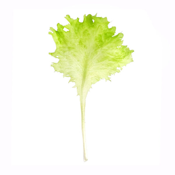Curly Lettuce