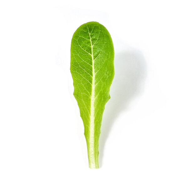 Romaine