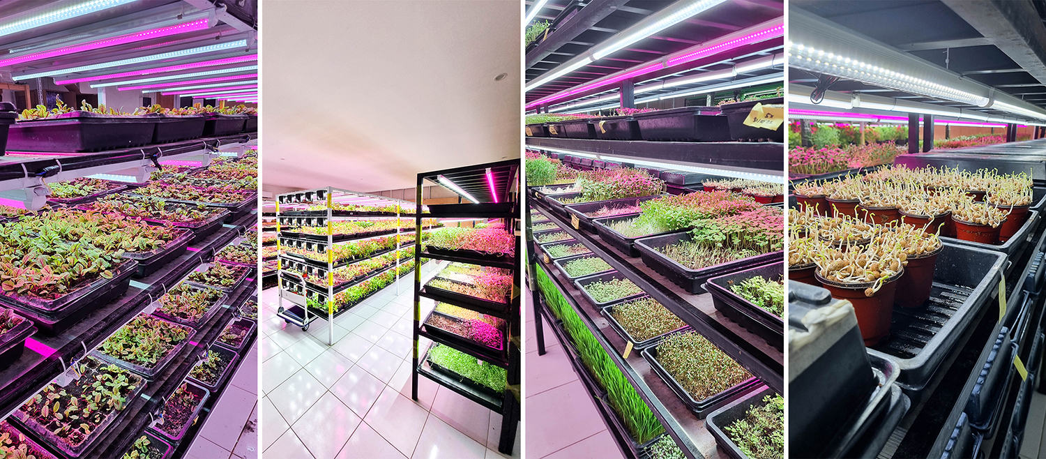 What Is Vertical Farming? - Greens Bali