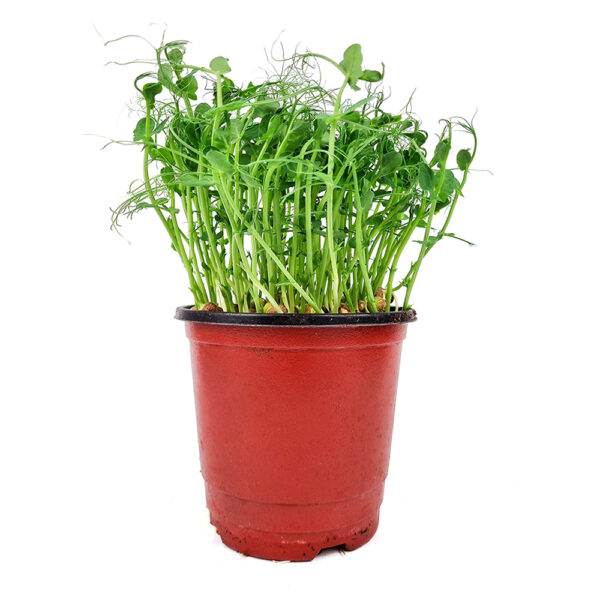 Pea Shoot Pot