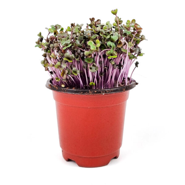 Red Cabbage Pot