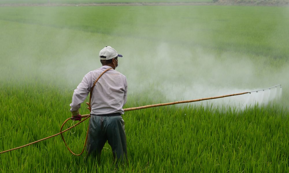 The Power of Pesticide-Free Farming - Greens Bali